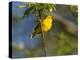 Yellow Warbler (Dendroica Petechia) Perched Singing, Washington, USA-Gary Luhm-Premier Image Canvas