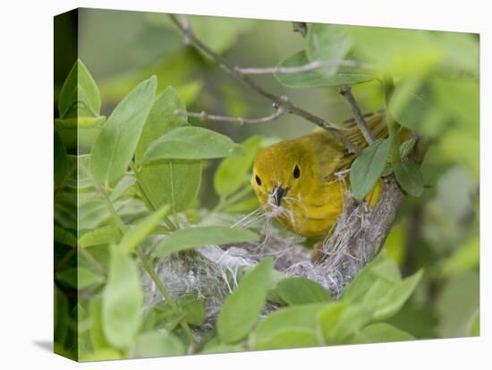 Yellow Warbler Male Building Nest,  Pt. Pelee National Park, Ontario, Canada-Arthur Morris-Premier Image Canvas