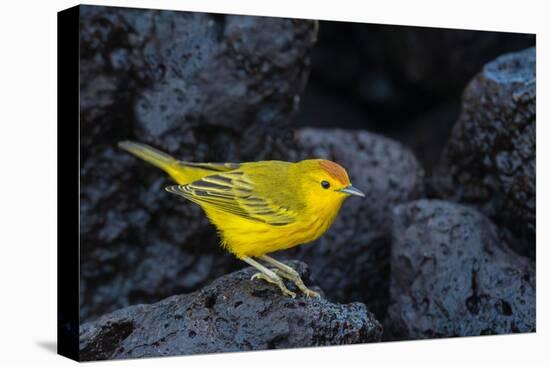 Yellow warbler on lava rocks, Galapagos-John Shaw-Premier Image Canvas