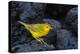 Yellow warbler on lava rocks, Galapagos-John Shaw-Premier Image Canvas
