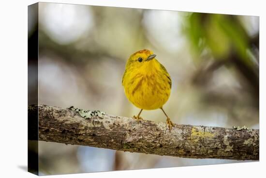 Yellow warbler. San Cristobal Island, Galapagos Islands, Ecuador-Adam Jones-Premier Image Canvas