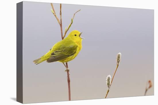 Yellow Warbler Singing-Ken Archer-Premier Image Canvas