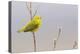 Yellow Warbler Singing-Ken Archer-Premier Image Canvas