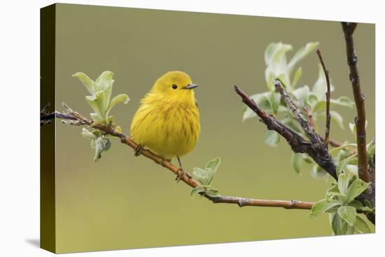 Yellow Warbler-Ken Archer-Premier Image Canvas