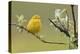Yellow Warbler-Ken Archer-Premier Image Canvas