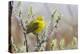 Yellow Warbler-Ken Archer-Premier Image Canvas