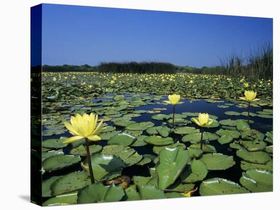 Yellow Waterlily, Welder Wildlife Refuge, Sinton, Texas, USA-Rolf Nussbaumer-Premier Image Canvas