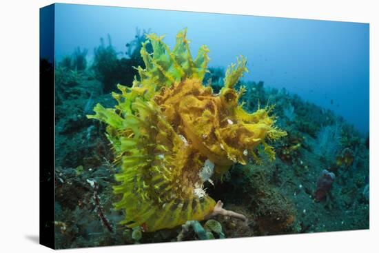 Yellow Weedy Scorpionfish (Rhinopias Frondosa), Alam Batu, Bali, Indonesia-Reinhard Dirscherl-Premier Image Canvas