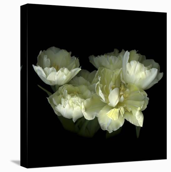 Yellow White Tulips 1-Magda Indigo-Stretched Canvas