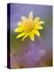 Yellow Wildflower Among Purple Flowers-Ellen Anon-Premier Image Canvas
