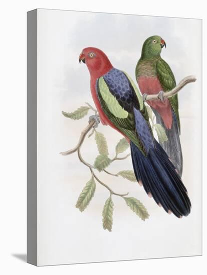 Yellow Winged King Parrot-John Gould-Premier Image Canvas
