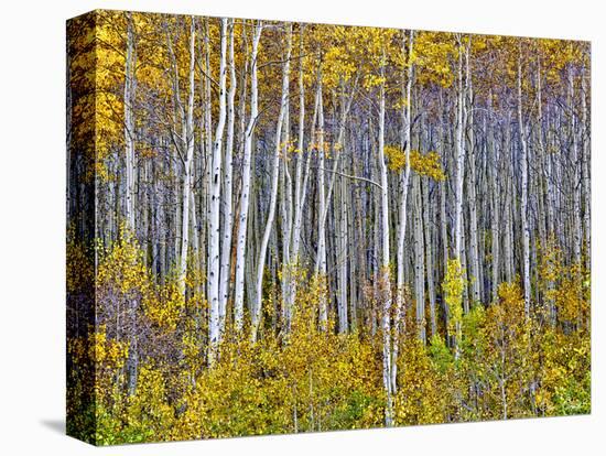 Yellow Woods I-David Drost-Premier Image Canvas