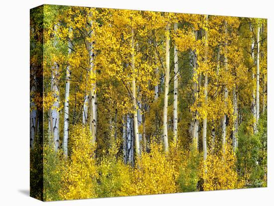 Yellow Woods II-David Drost-Premier Image Canvas