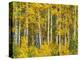 Yellow Woods II-David Drost-Premier Image Canvas