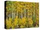 Yellow Woods III-David Drost-Premier Image Canvas