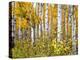 Yellow Woods IV-David Drost-Premier Image Canvas