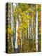 Yellow Woods V-David Drost-Premier Image Canvas