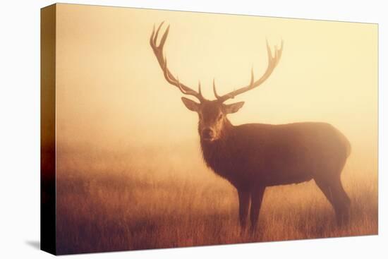 Yellow-Mark Bridger-Stretched Canvas