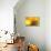 Yellow-Karyn Millet-Premier Image Canvas displayed on a wall