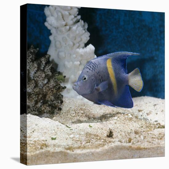 Yellowbar Purplemoon Angelfish Captive-Jane Burton-Premier Image Canvas