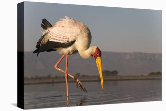 Yellowbilled stork (Mycteria ibis), Zimanga private game reserve, KwaZulu-Natal, South Africa, Afri-Ann and Steve Toon-Premier Image Canvas