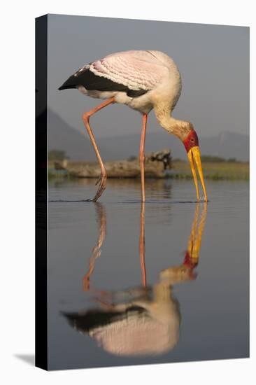 Yellowbilled Stork (Mycteria Ibis), Zimanga Private Game Reserve, Kwazulu-Natal, South Africa-Ann & Steve Toon-Premier Image Canvas