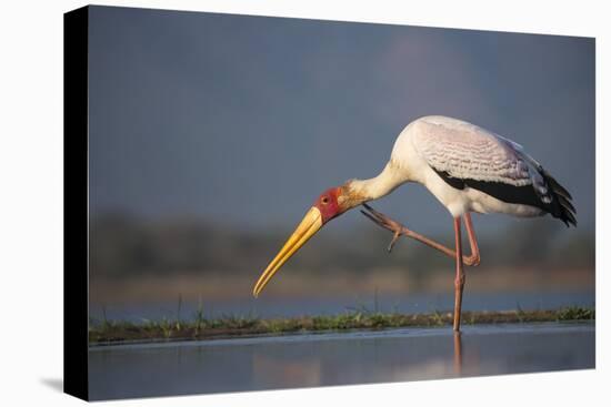 Yellowbilled Stork (Mycteria Ibis), Zimanga Private Game Reserve, Kwazulu-Natal, South Africa-Ann & Steve Toon-Premier Image Canvas