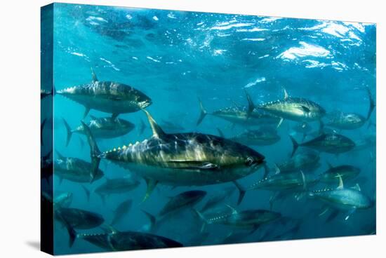 Yellowfin Tuna-Louise Murray-Premier Image Canvas