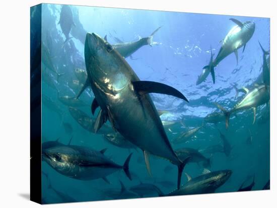 Yellowfin Tuna-Louise Murray-Premier Image Canvas