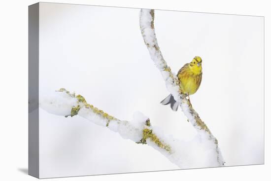 Yellowhammer (Emberiza Citrinella) Perched on Snowy Branch. Perthshire, Scotland, UK, February-Fergus Gill-Premier Image Canvas