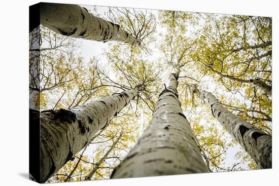 Yellowing Leaves Of An Aspen Trees Outside Indian Creek, Utah-Dan Holz-Premier Image Canvas