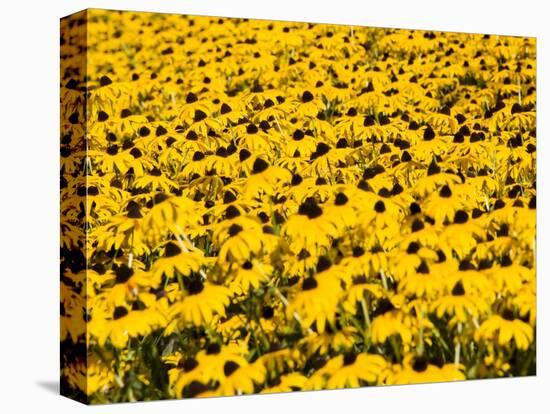 Yellowness-John Gusky-Premier Image Canvas