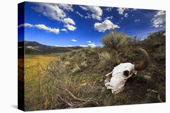 Yellowstone Bison Skull-Jason Savage-Stretched Canvas