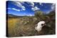 Yellowstone Bison Skull-Jason Savage-Stretched Canvas