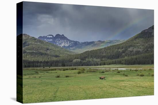 Yellowstone Bison with Rainbow-Galloimages Online-Premier Image Canvas