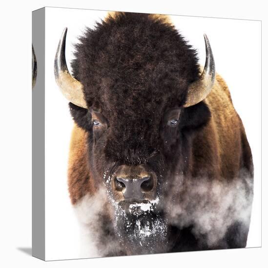 Yellowstone Bison-Jason Savage-Stretched Canvas