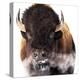 Yellowstone Bison-Jason Savage-Stretched Canvas