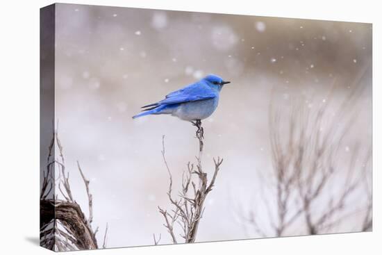 Yellowstone Bluebird-Jason Savage-Stretched Canvas