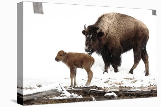 Yellowstone National Park. A female bison feeds while her new born calf shivers in the spring snow.-Ellen Goff-Premier Image Canvas