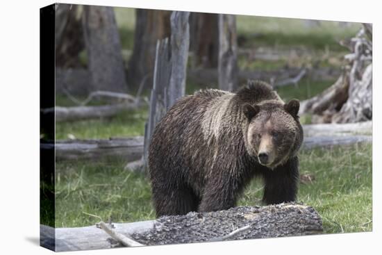 Yellowstone National Park, a grizzly bear walking through a stand of trees.-Ellen Goff-Premier Image Canvas