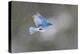 Yellowstone National Park. A male mountain bluebird hovers above a stream in a snowstorm-Ellen Goff-Premier Image Canvas