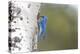 Yellowstone National Park, a male mountain bluebird perching at its nest hole.-Ellen Goff-Premier Image Canvas