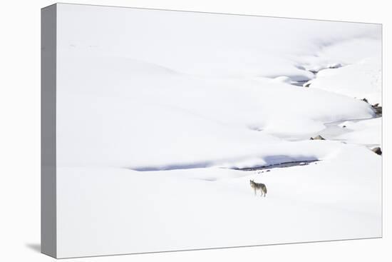 Yellowstone National Park, coyote standing in a snowy landscape.-Ellen Goff-Premier Image Canvas