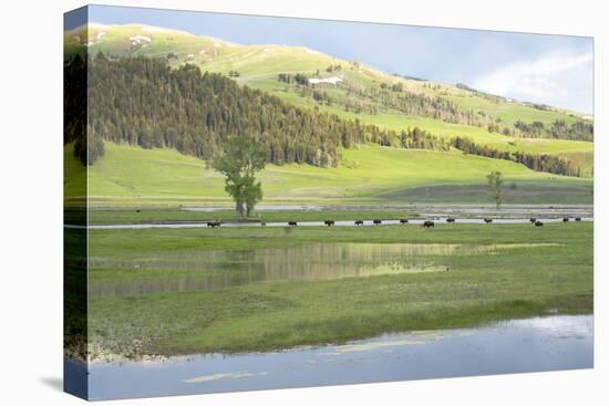 Yellowstone National Park, Lamar Valley. Bison enjoying the green grass of spring.-Ellen Goff-Premier Image Canvas