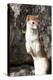 Yellowstone National Park, portrait of a long-tailed weasel.-Ellen Goff-Premier Image Canvas