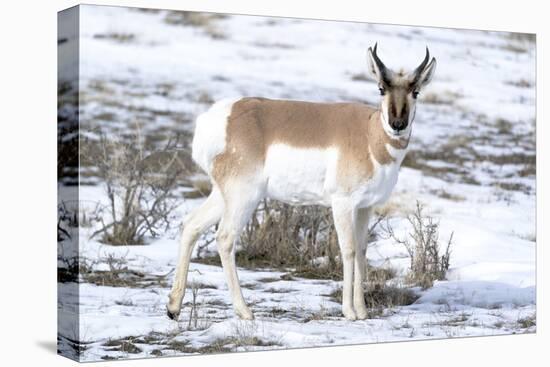 Yellowstone National Park, portrait of a male pronghorn in winter snow.-Ellen Goff-Premier Image Canvas