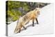 Yellowstone National Park, red fox in its spring coat walking through melting snow.-Ellen Goff-Premier Image Canvas