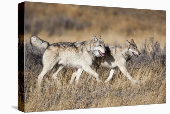 Yellowstone National Park, two gray wolves move through the dry grass.-Ellen Goff-Premier Image Canvas