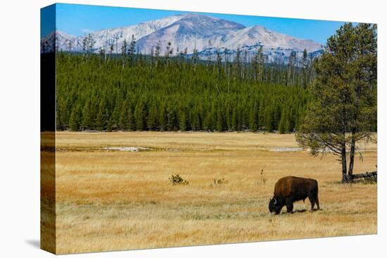 Yellowstone National Park, Wyoming, USA. Buffalo.-Jolly Sienda-Premier Image Canvas