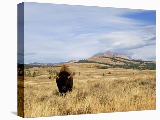 Yellowstone National Park, Wyoming, USA-Rolf Nussbaumer-Premier Image Canvas